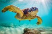 Discover the Best Snorkeling and Diving Trips: Uncover Hidden Underwater Gems