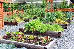 The Importance of Integrated Pest Management in Vegetable Gardening